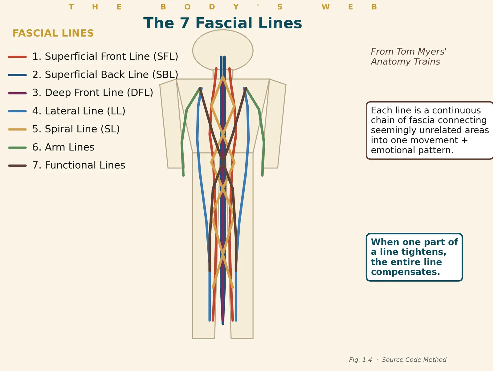 Illustration of the seven fascial lines running through the body