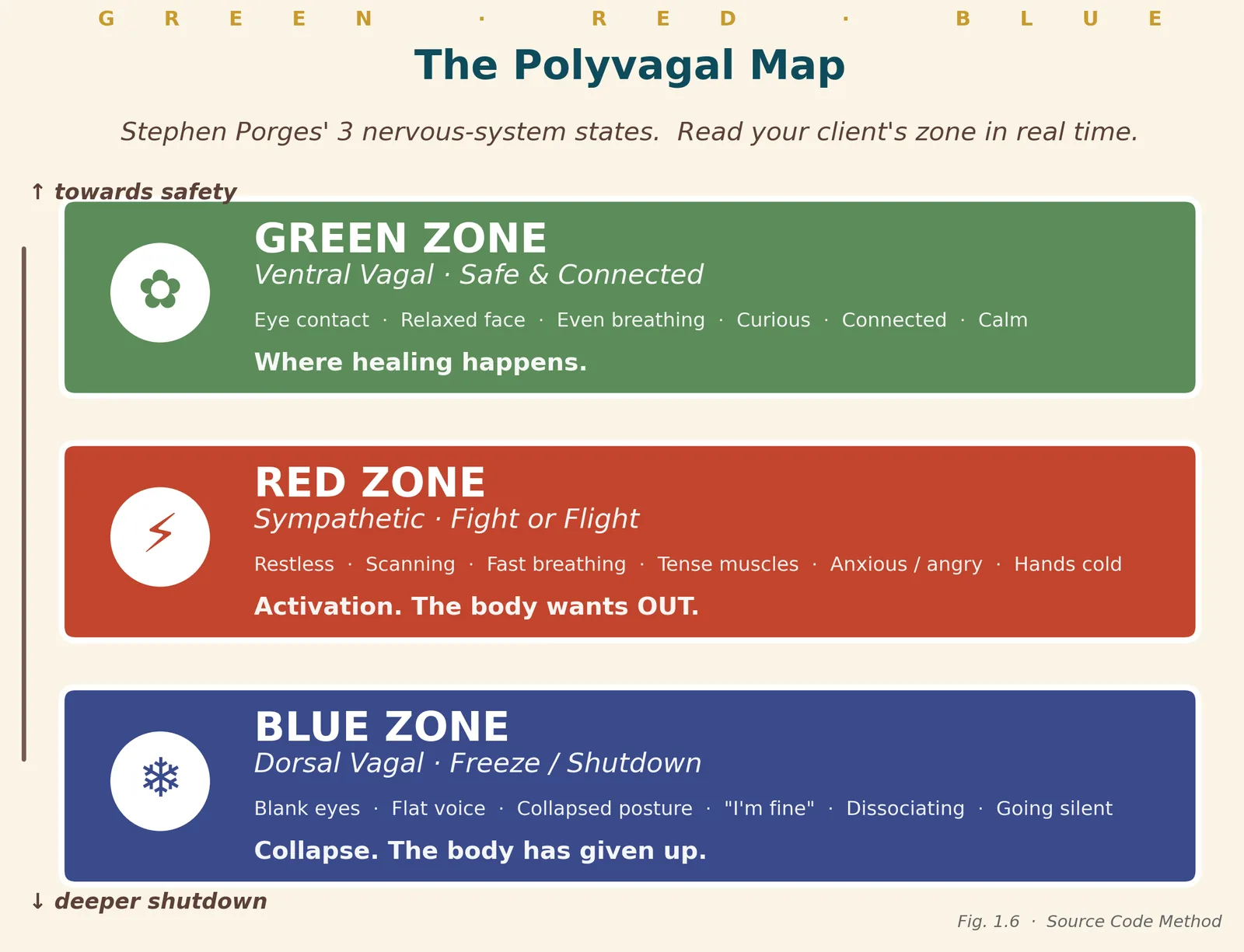 The polyvagal map: green zone safe and connected, red zone fight or flight, blue zone freeze and shutdown