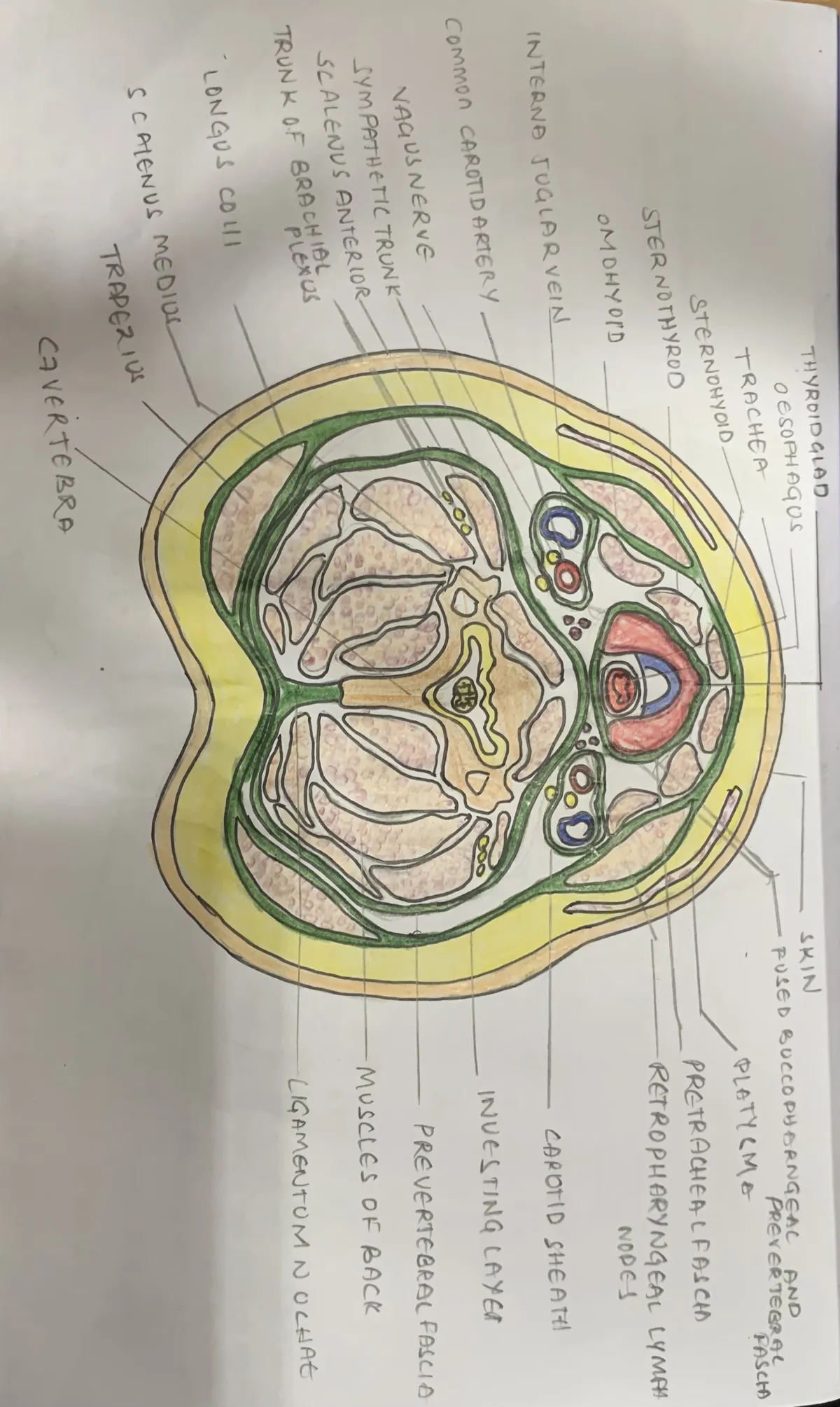 Diagram of the layers of the deep cervical fascia in the neck